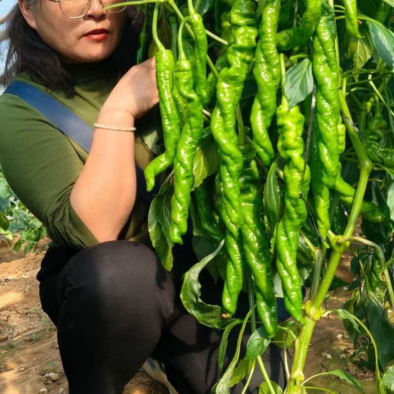 青美8号螺丝椒种子香辣大螺丝大果薄皮辣椒种子长果麻面螺丝