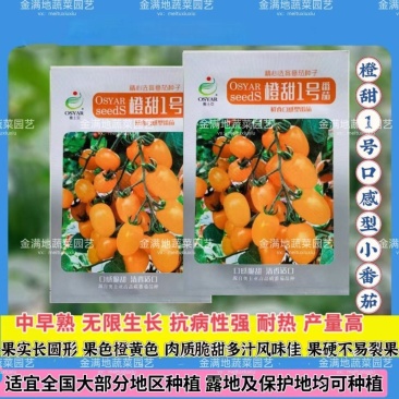 橙甜1号小番茄种子橙黄色樱桃番茄圣女果种子脆甜糖度高水果