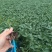 早春粉果番茄种子大粉早熟耐热耐运输西红柿抗病毒大果硬粉高