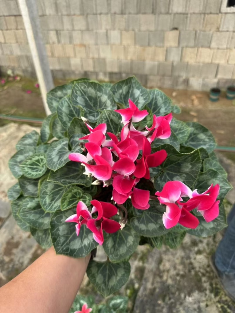 仙客来，联系我时请说明一亩田上看到的，可以电话联系我