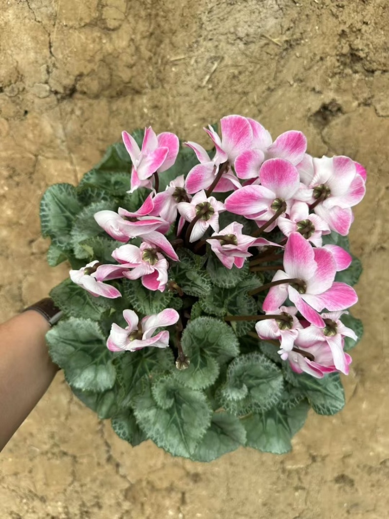 仙客来，联系我时请说明一亩田上看到的，可以电话联系我