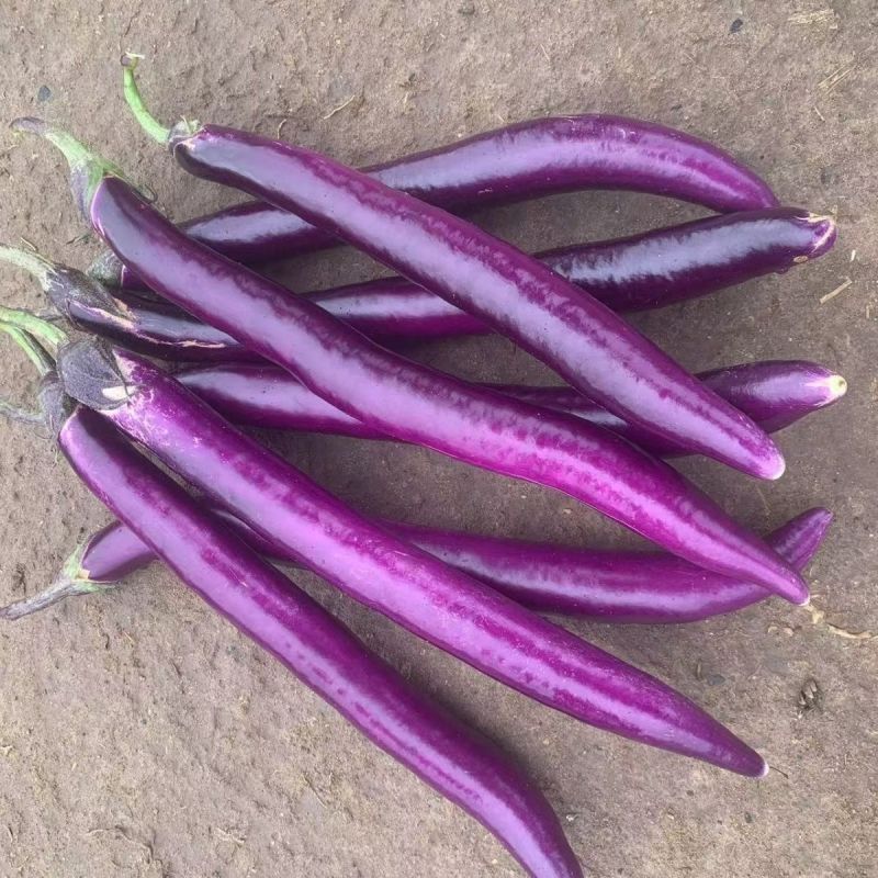 秦茄高科1号茄子种子中早熟白肉细嫩微甜紫红线茄种子果紫红