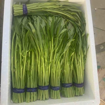 基地空心菜大量采摘一手价格
