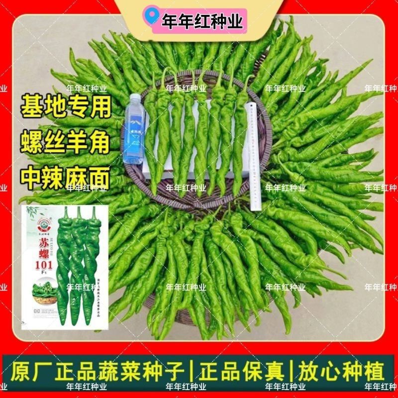 苏润正宗苏螺羊角椒螺丝椒种子春季秋季耐低温中辣高秧薄皮辣