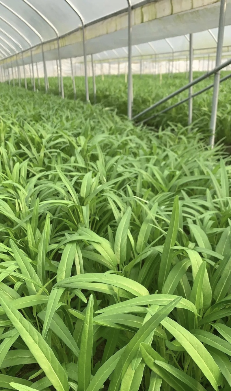 基地空心菜大量采摘一手价格