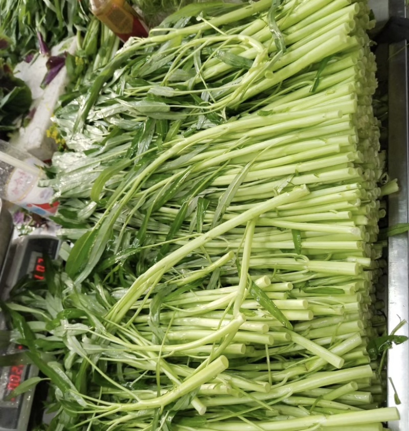 基地空心菜大量采摘一手价格
