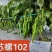 苏螺102螺丝羊角椒种子高秧大麻花全螺型螺丝椒种子抗病辣