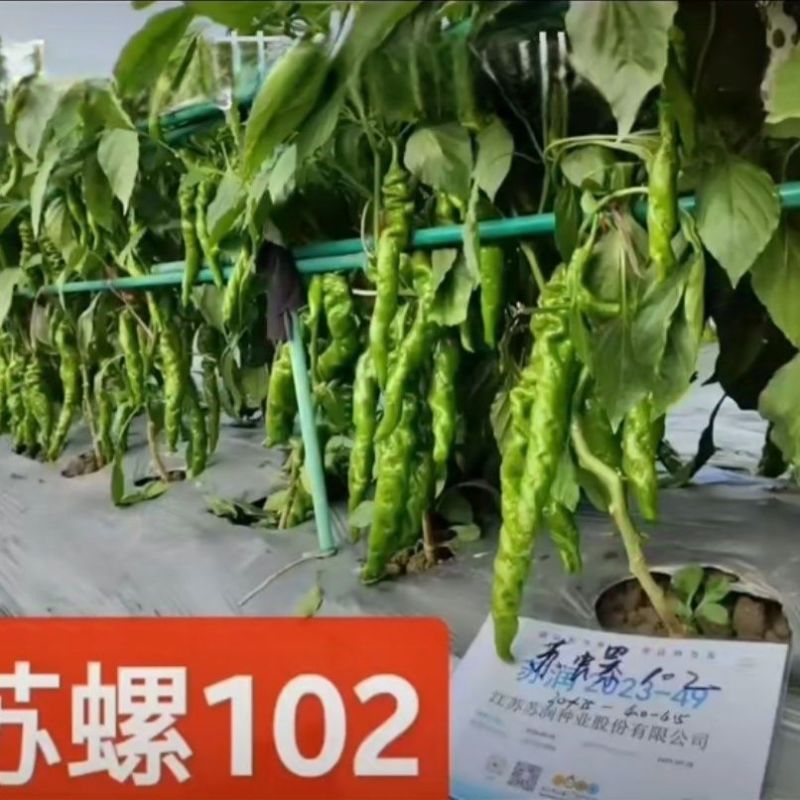 苏螺102螺丝羊角椒种子高秧大麻花全螺型螺丝椒种子抗病辣