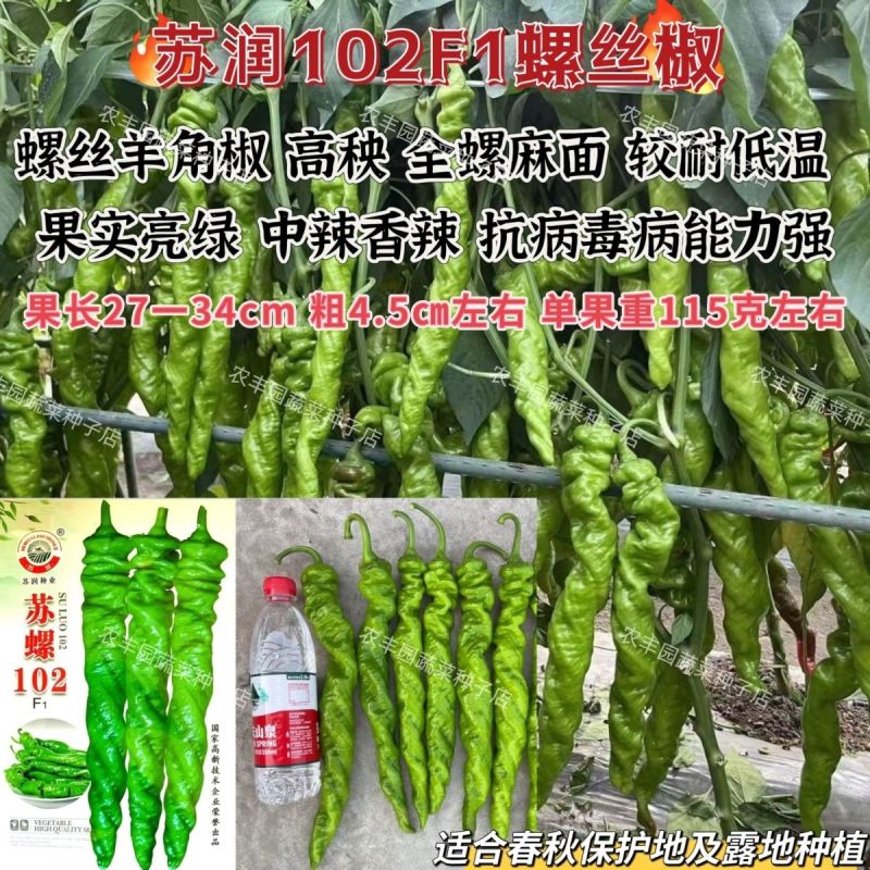 苏螺102螺丝羊角椒种子高秧大麻花全螺型螺丝椒种子抗病辣