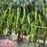 苏螺102螺丝羊角椒种子高秧大麻花全螺型螺丝椒种子抗病辣