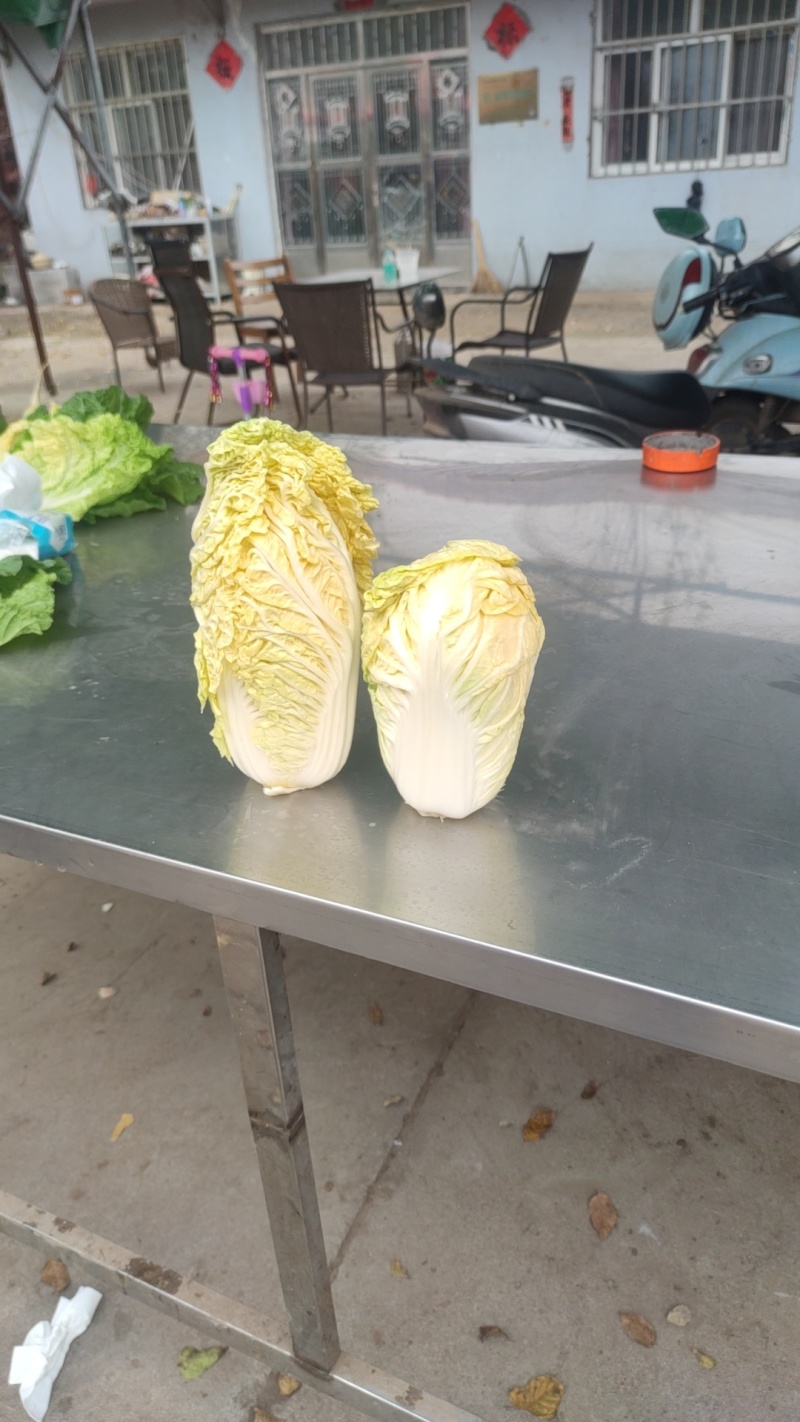 纯黄心大白菜