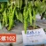 苏螺102螺丝羊角椒种子高秧大麻花全螺型螺丝椒种子抗病辣