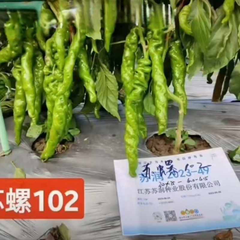苏螺102螺丝羊角椒种子高秧大麻花全螺型螺丝椒种子抗病辣