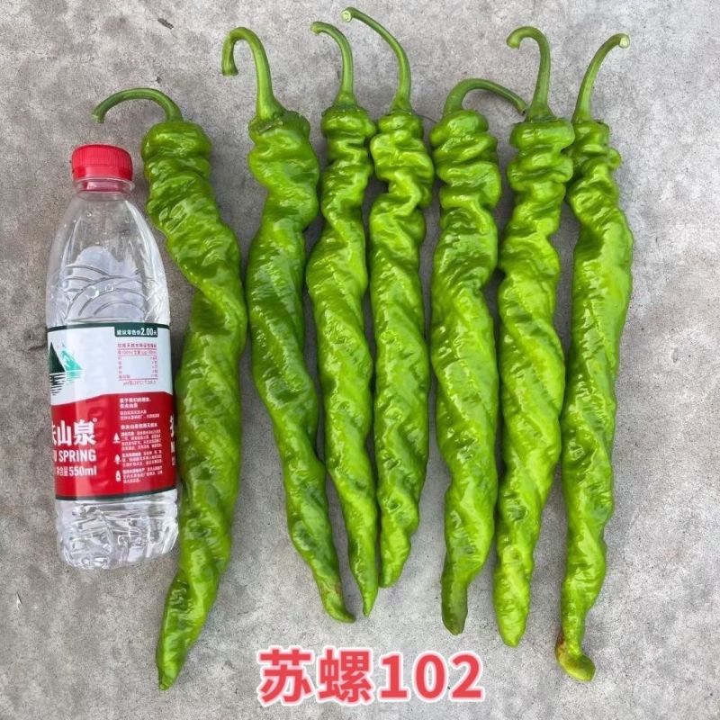 苏螺102螺丝羊角椒种子高秧大麻花全螺型螺丝椒种子抗病辣