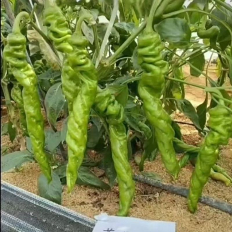 苏螺102螺丝羊角椒种子高秧大麻花全螺型螺丝椒种子抗病辣
