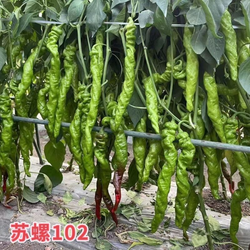 苏螺102螺丝羊角椒种子高秧大麻花全螺型螺丝椒种子抗病辣