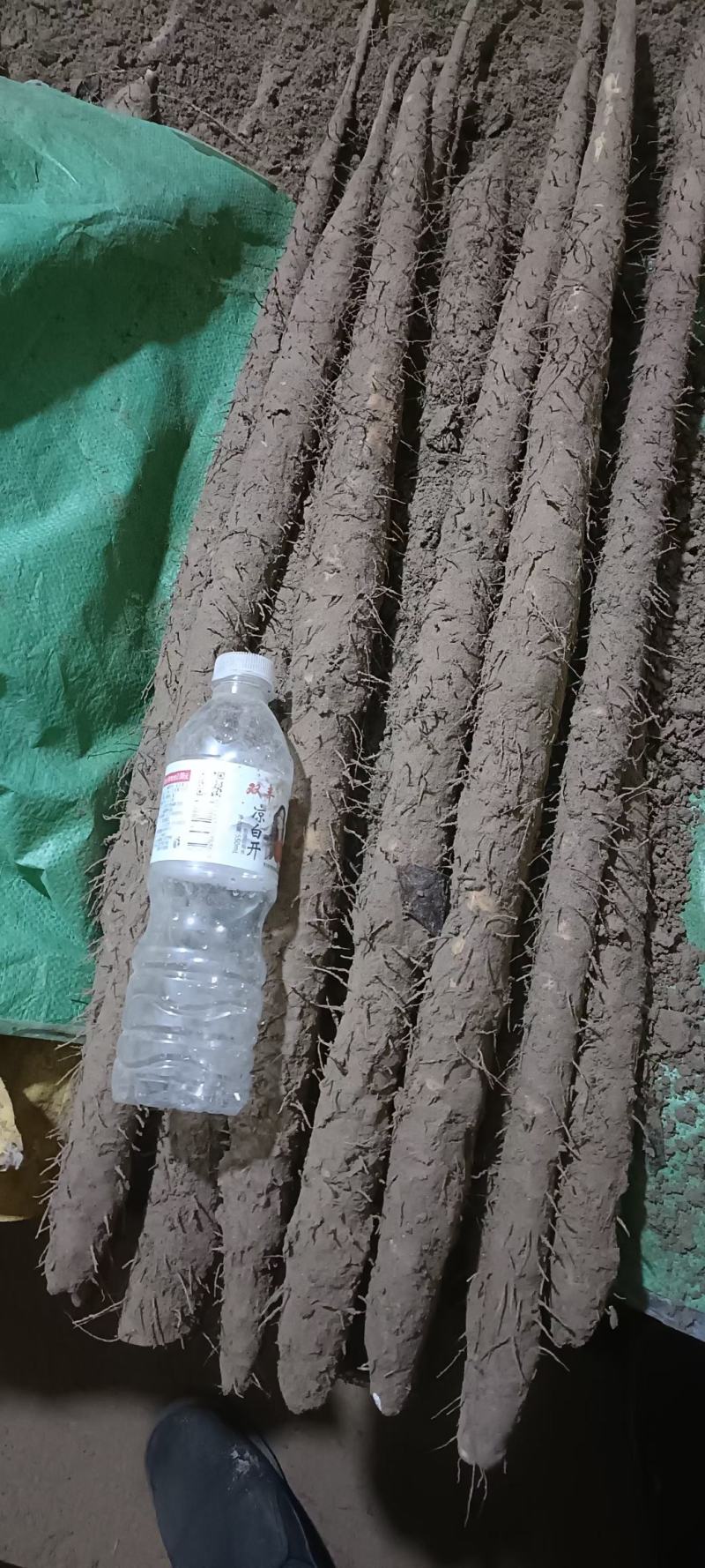 铁棍山药大量上市量大价低条形好口感正现挖现发价格优惠