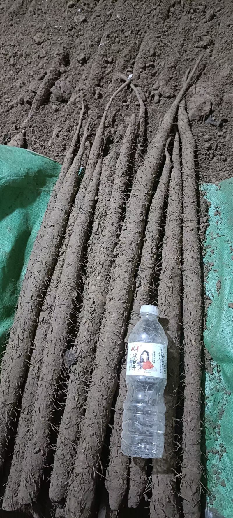 铁棍山药大量上市量大价低条形好口感正现挖现发价格优惠