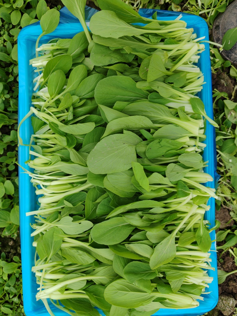 精品鸡毛菜