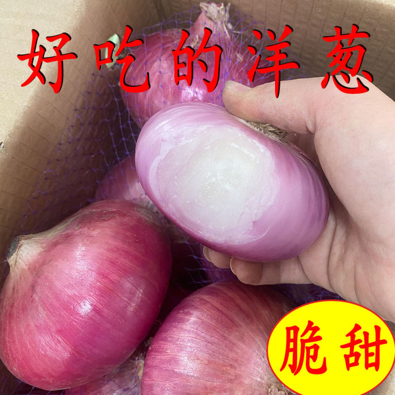 2024山东水果洋葱新鲜红皮紫皮洋葱头圆葱甜瓜批发价甜脆不辣