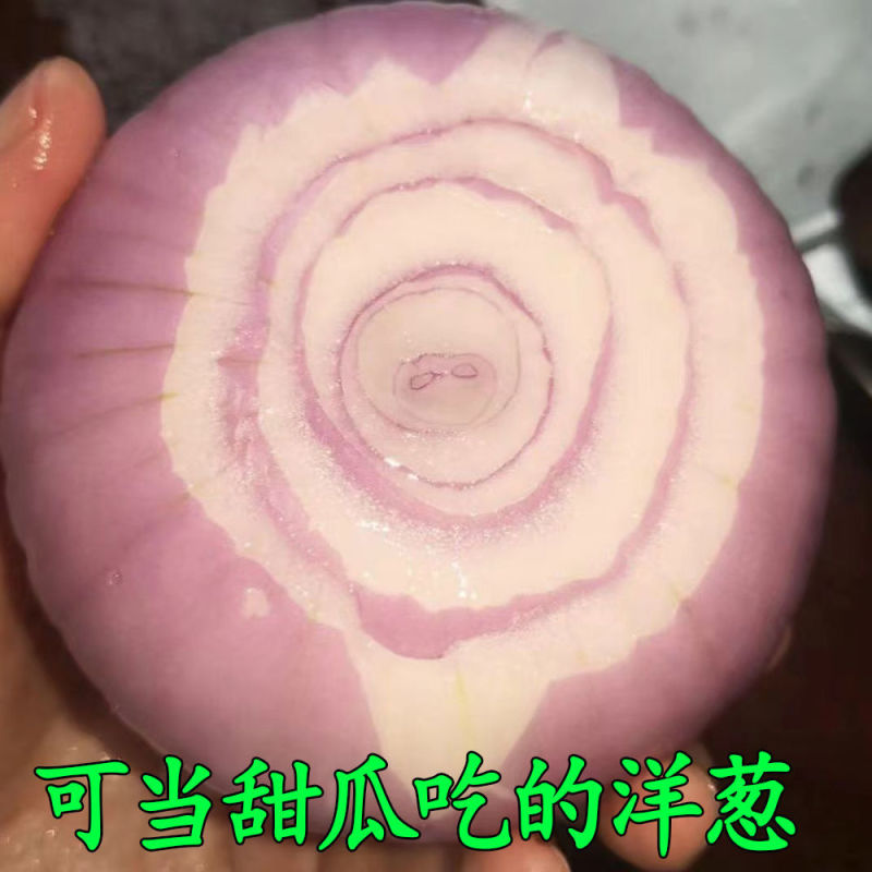 2024山东水果洋葱新鲜红皮紫皮洋葱头圆葱甜瓜批发价甜脆不辣