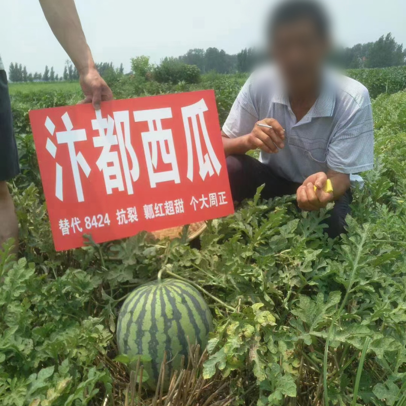 美红2号西瓜种子美都西瓜皮薄耐裂超8424甜脆红瓤圆麒麟