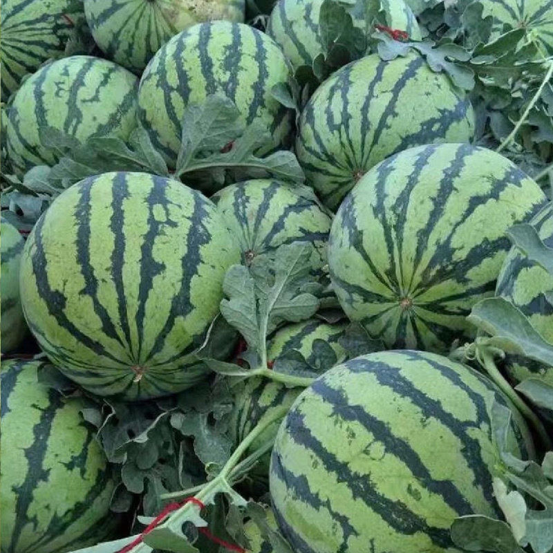 美红2号西瓜种子美都西瓜皮薄耐裂超8424甜脆红瓤圆麒麟