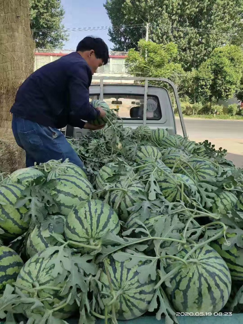 美都西瓜种子汴南红西瓜大果圆麒麟红瓤耐裂甜脆超8424