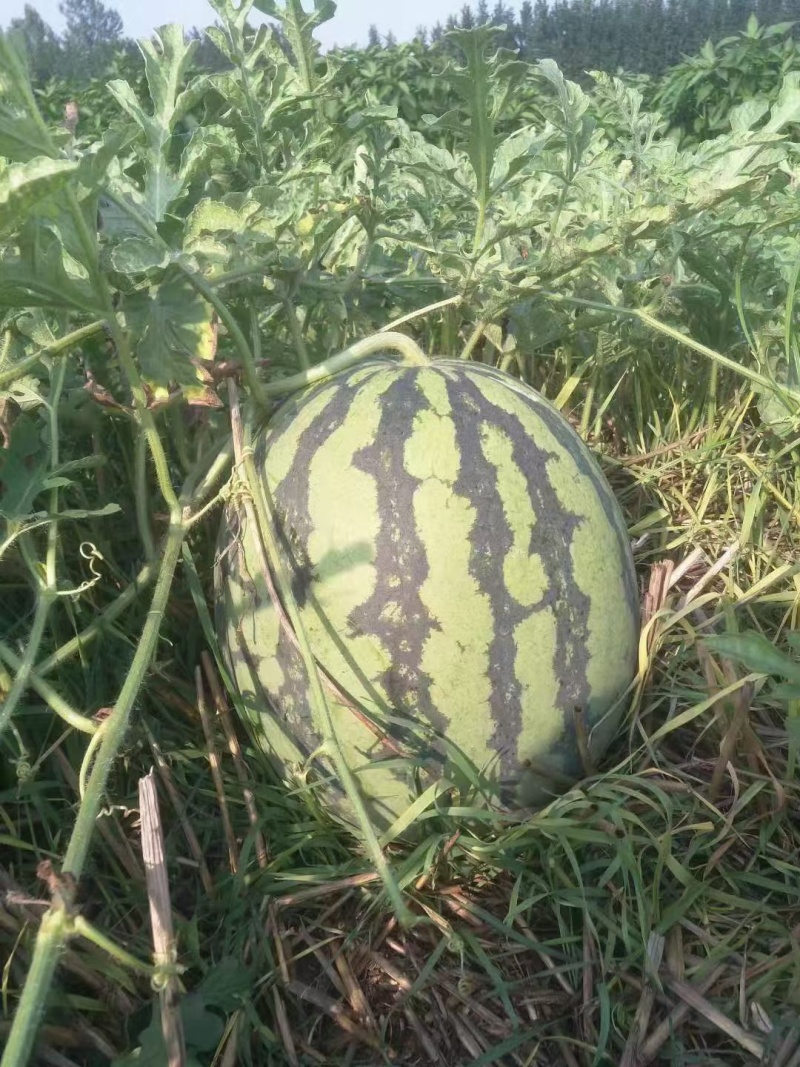美都西瓜种子汴南红西瓜大果圆麒麟红瓤耐裂甜脆超8424