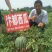 美都西瓜种子汴南红西瓜大果圆麒麟红瓤耐裂甜脆超8424