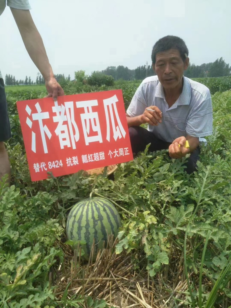 美都西瓜种子汴南红西瓜大果圆麒麟红瓤耐裂甜脆超8424