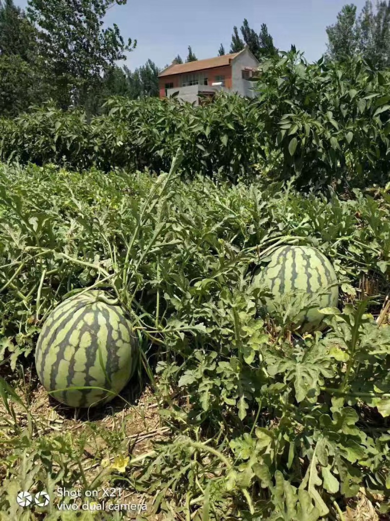 美都西瓜种子汴南红西瓜大果圆麒麟红瓤耐裂甜脆超8424