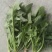 菠菜，本地尖叶菠菜，圆叶菠菜。大量上市，货源充足。