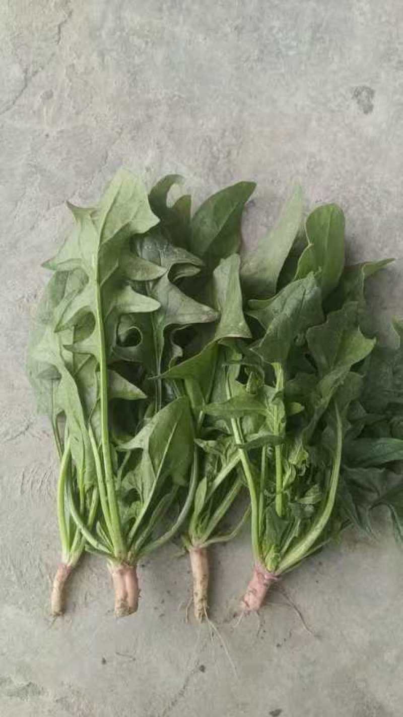 菠菜，本地尖叶菠菜，圆叶菠菜。大量上市，货源充足。