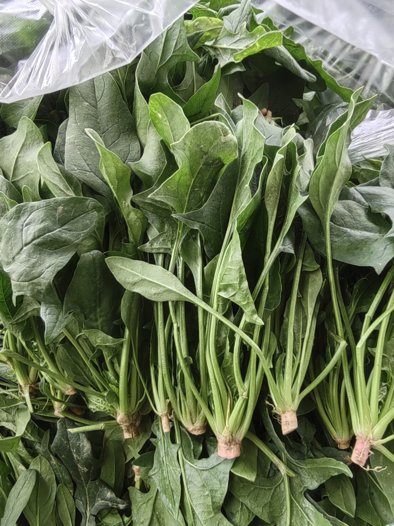 菠菜，本地尖叶菠菜，圆叶菠菜。大量上市，货源充足。