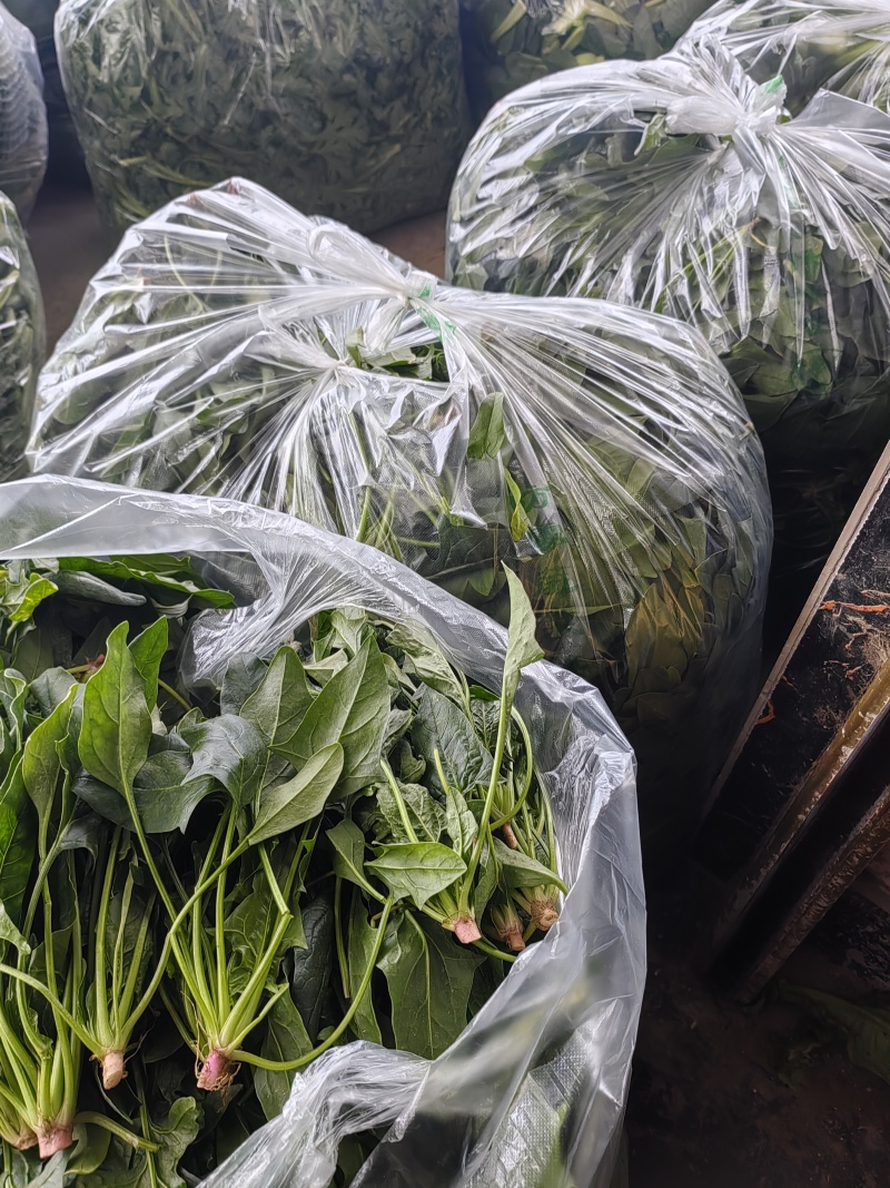 菠菜，本地尖叶菠菜，圆叶菠菜。大量上市，货源充足。