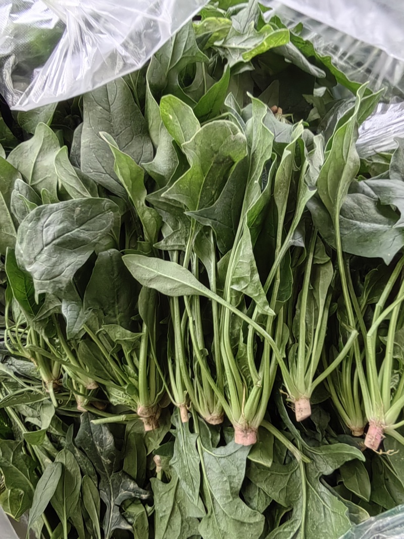 菠菜，本地尖叶菠菜，圆叶菠菜。大量上市，货源充足。
