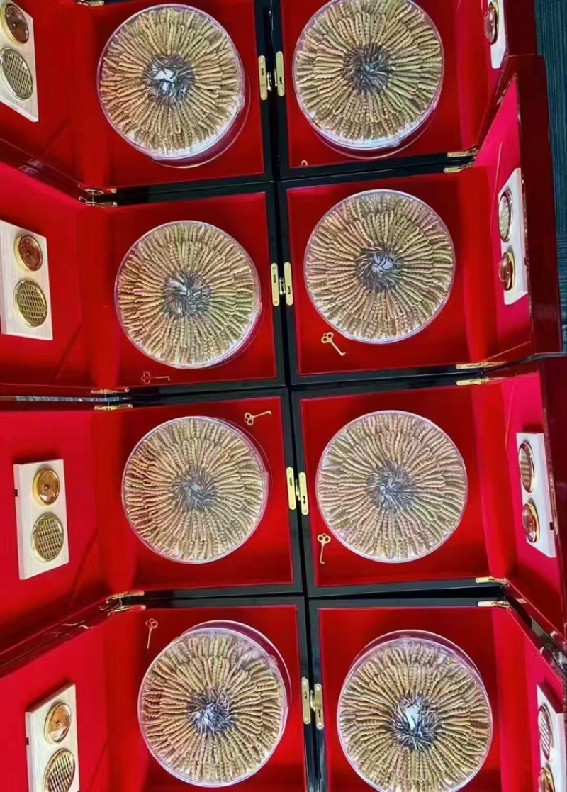 那曲比如县，冬虫夏草，规格齐全，品种纯正，欢迎咨询