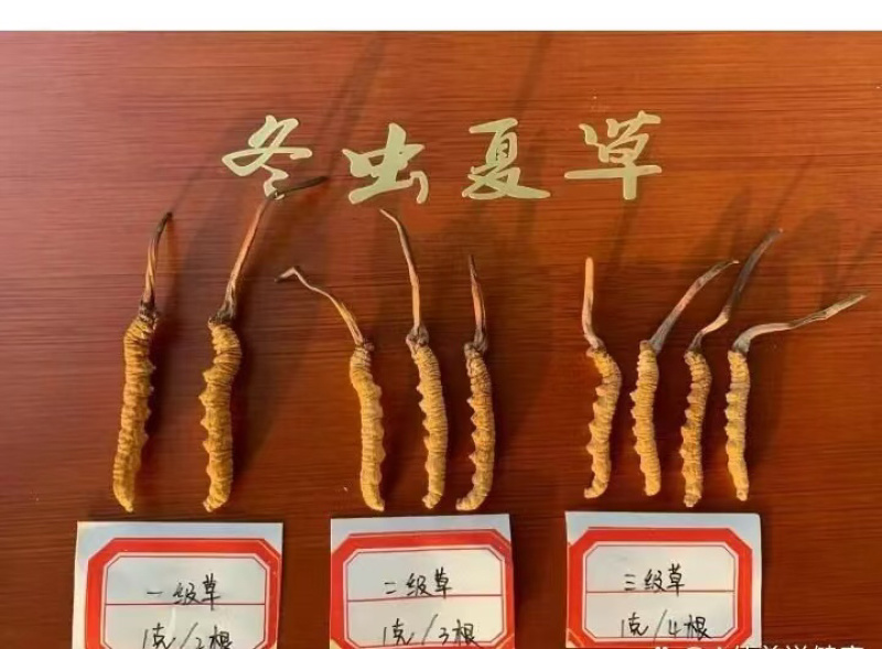 那曲比如县，冬虫夏草，规格齐全，品种纯正，欢迎咨询