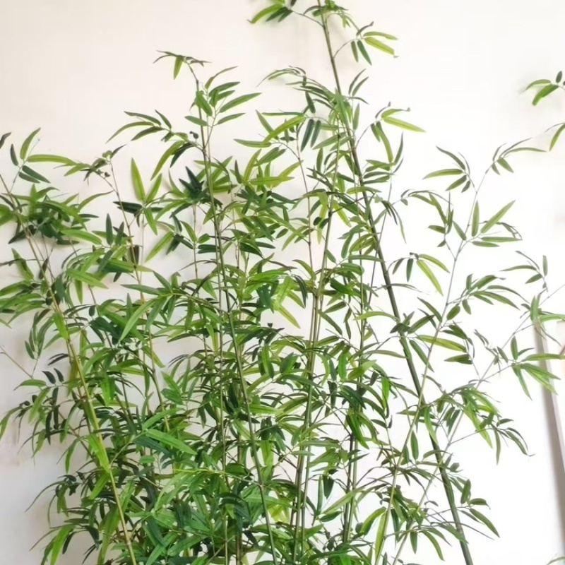 【精品】金镶玉仿真竹质量过硬厂家直发欢迎来电洽谈