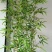 【精品】金镶玉仿真竹质量过硬厂家直发欢迎来电洽谈