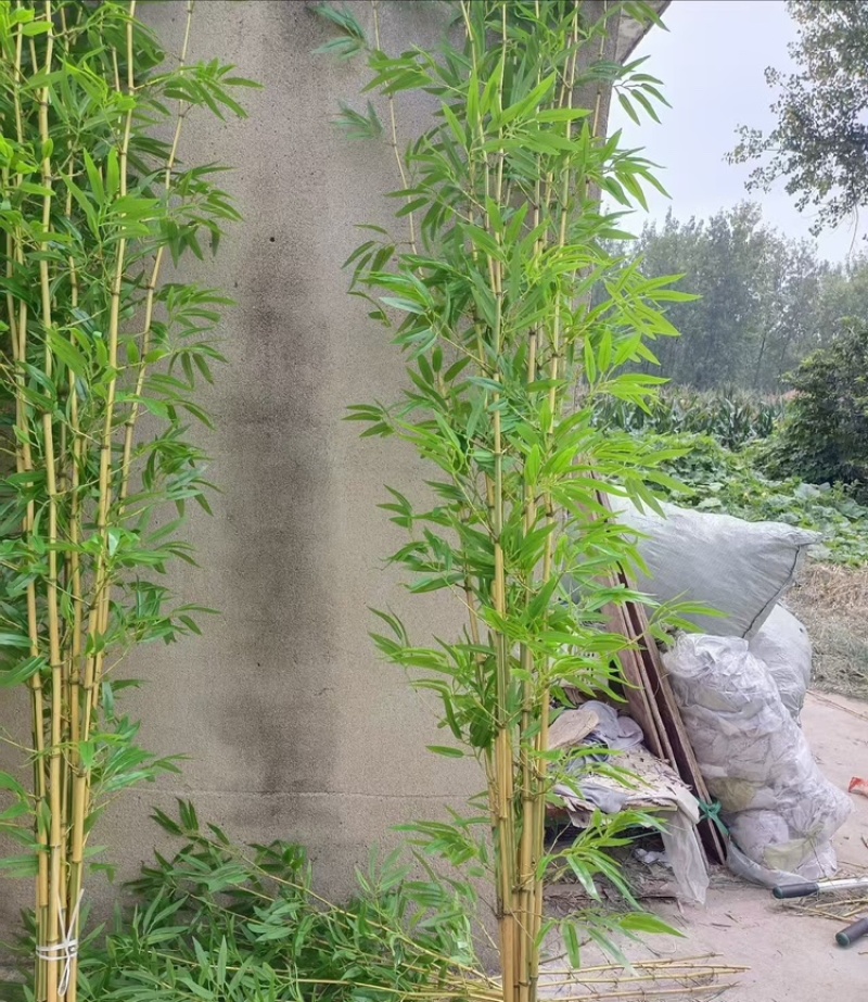 【精品】金镶玉仿真竹质量过硬厂家直发欢迎来电洽谈