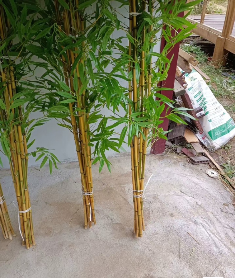 【精品】金镶玉仿真竹质量过硬厂家直发欢迎来电洽谈