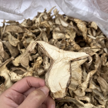 【正宗山区】山西太岳野生银盘蘑菇（干货）产地发货质量保证