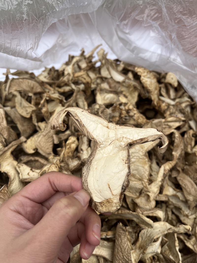 【正宗山区】山西太岳野生银盘蘑菇（干货）产地发货质量保证