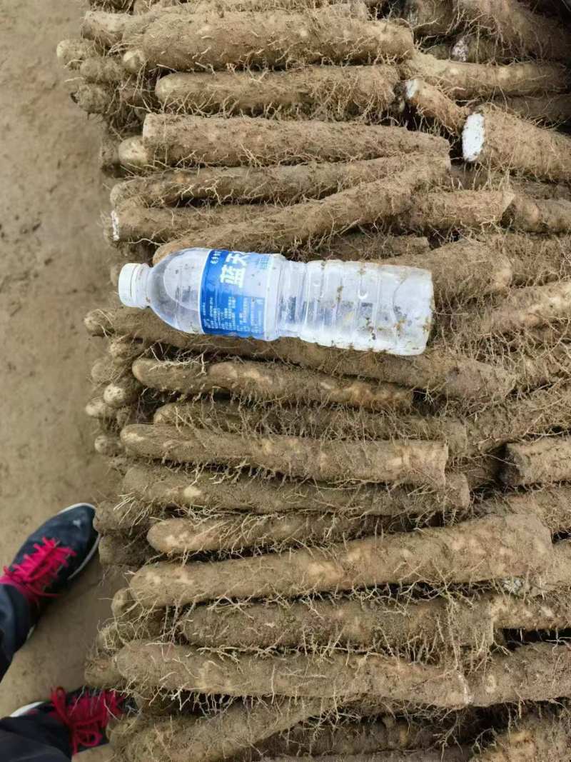 河南内黄县山药麻山药各种规格齐全供超市批发市场等