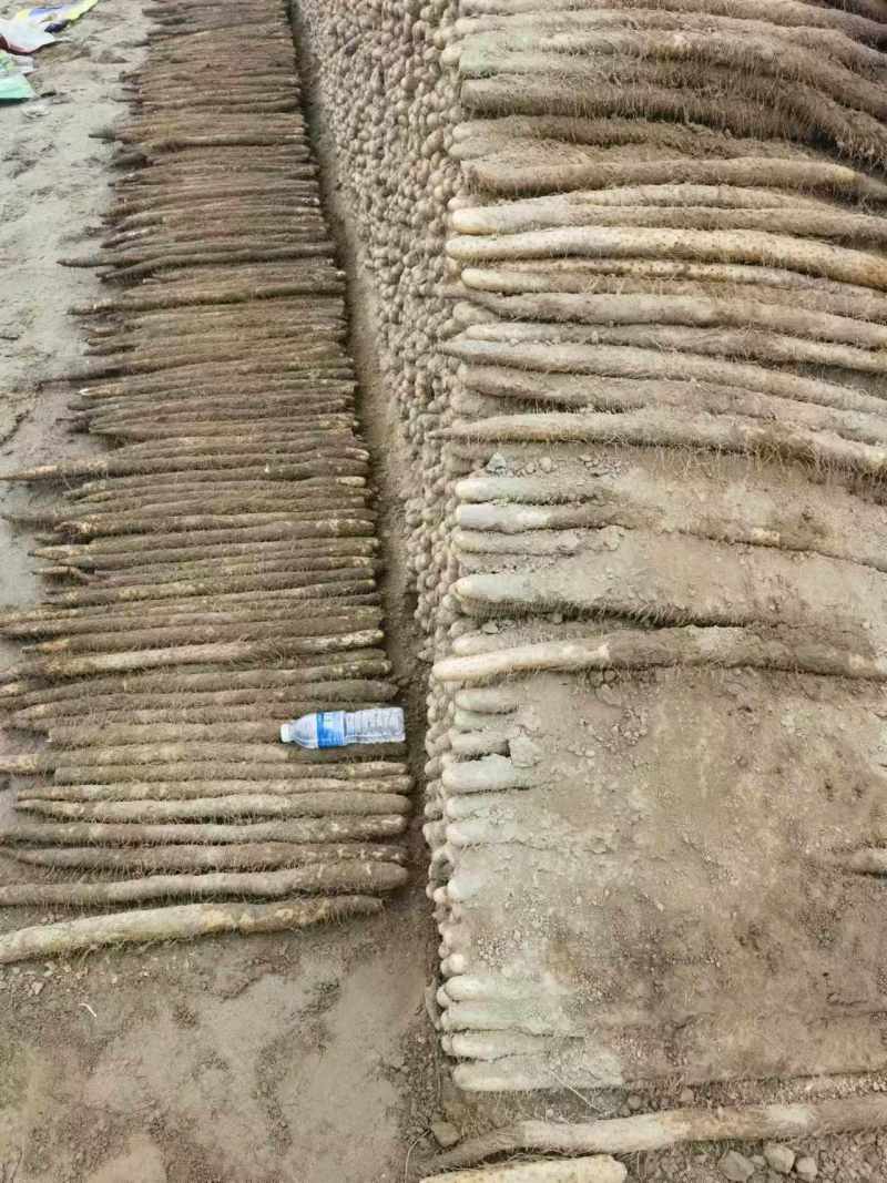 河南内黄县山药麻山药各种规格齐全供超市批发市场等