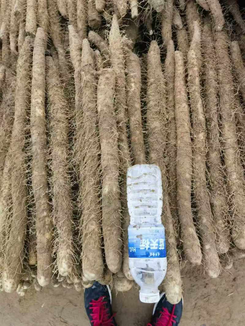 河南内黄县山药麻山药各种规格齐全供超市批发市场等