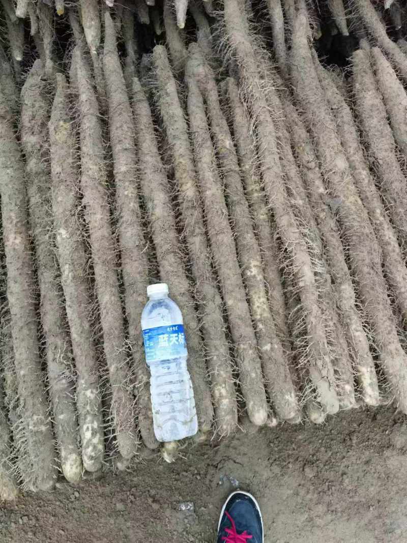 河南内黄县山药麻山药各种规格齐全供超市批发市场等