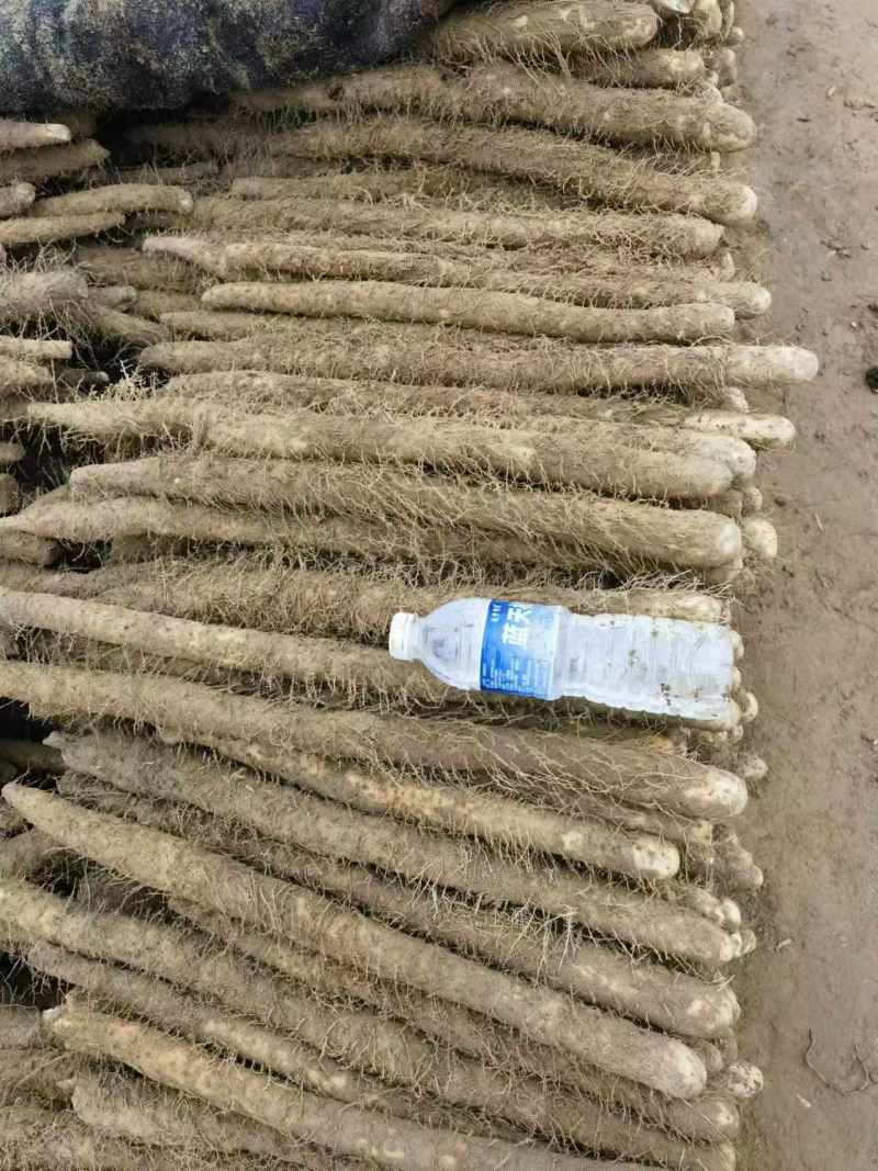河南内黄县山药麻山药各种规格齐全供超市批发市场等